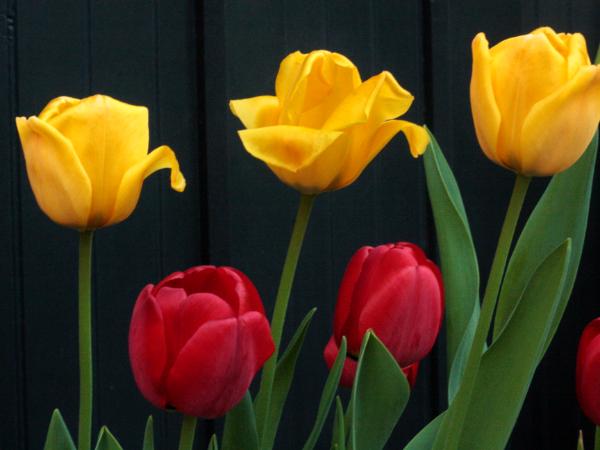 Yellow and Red Tulips # 2