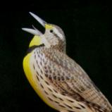 Half Size Eastern Meadowlark - sold