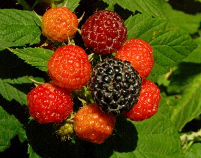 Ripening Raspberries Ripening Raspberries