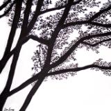 Shadow Tree