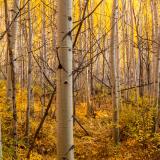 Golden Underbrush and Backlit Aspen Forest