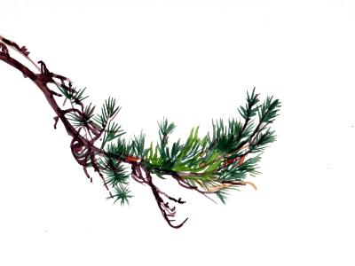 Evergreen Branch Evergreen Branch