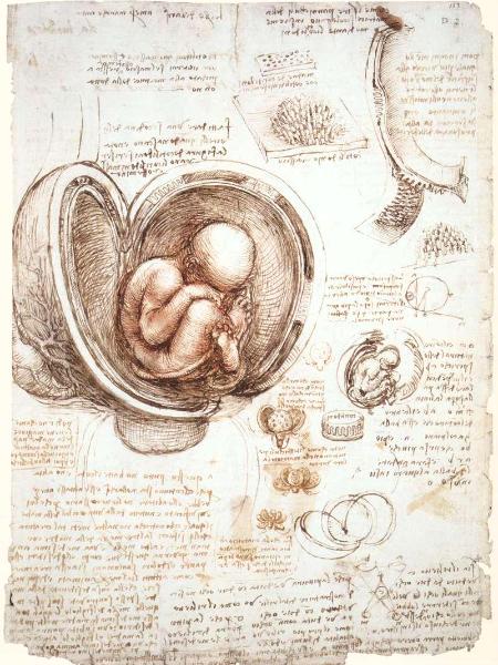 Studies of embryos