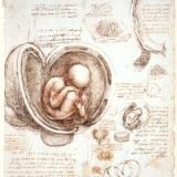 Studies of embryos