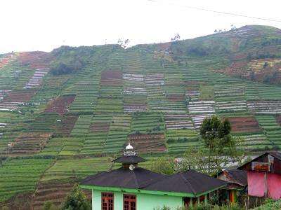 mountain crops