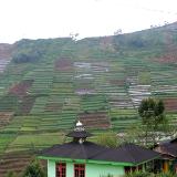 mountain crops