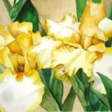 Yellow Iris