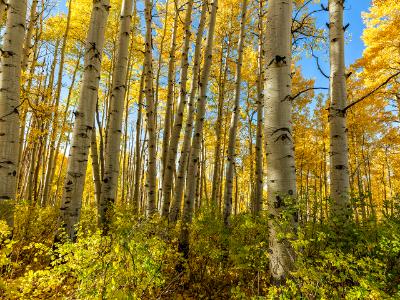 McClure Pass Aspen Grove in Peak Autumn Color McClure Pass Aspen Grove in Peak Autumn Color