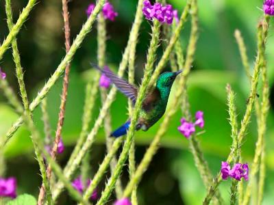Hummingbird and Cat-tail Flowers Hummingbird and Cat-tail Flowers