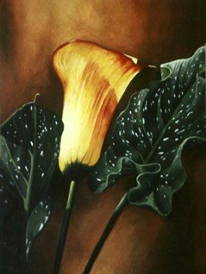 Golden Calle Lily