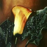 Golden Calle Lily