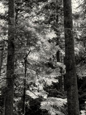 Evergreen Backlit Forest B&W Evergreen Backlit Forest B&W