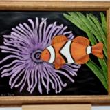 Clown fish on Anemone