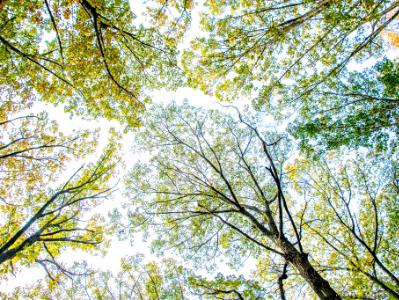 Inwood Park, Looking Up