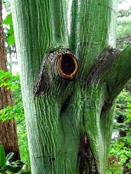Sad Green Tree Sad Green Tree