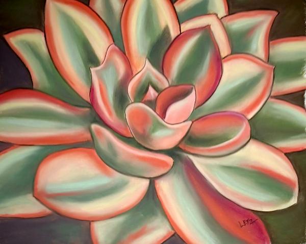 Echeveria Rainbow
