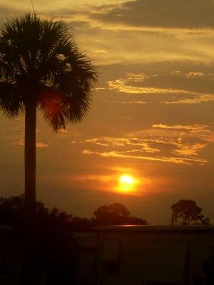 setting in the palms