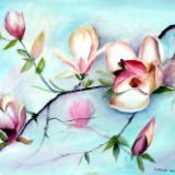 Saucer Magnolias