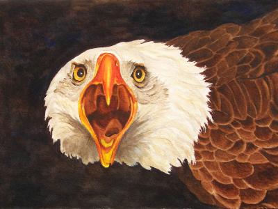 Bald Eagle Bald Eagle