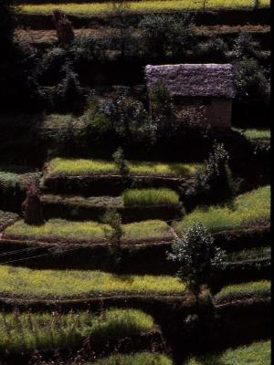 Nepalese Farm Terraces