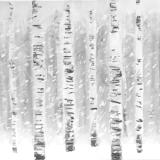 Birch Forest