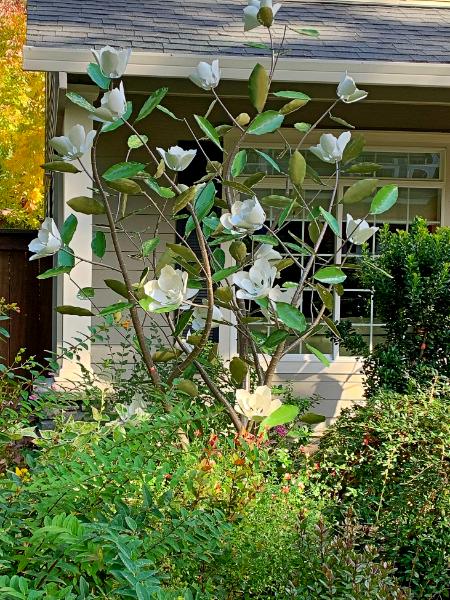 12' Magnolia Tree