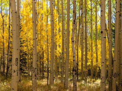 Aspen Forest Panorama (Click for full width) Aspen Forest Panorama (Click for full width)