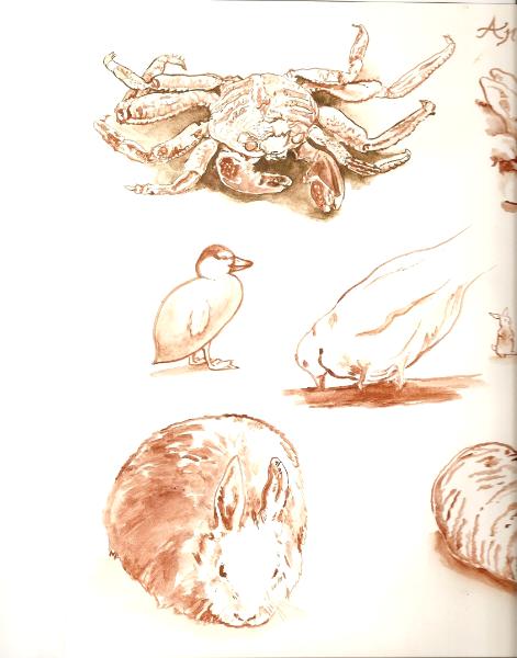 Animal sketches in watercolor