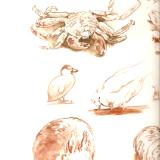 Animal sketches in watercolor