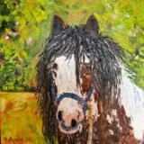 Irish Cob