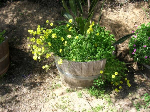 Sunny pot