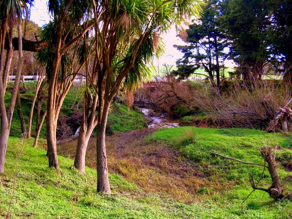 Cabbage tree swamp Rural New Zealand 