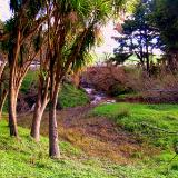 Cabbage tree swamp Rural New Zealand 