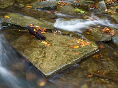 Square Stone in Autumn Creek Square Stone in Autumn Creek