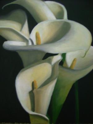 Calla Lillies