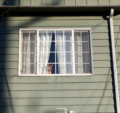 SF - Dog in Window