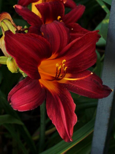 Daylily on the Promenade