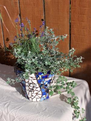 Lavender and Licorice in 9" pot