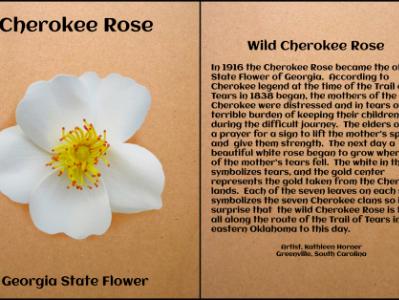 Cherokee Rose, Georgia State Flower