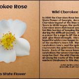 Cherokee Rose, Georgia State Flower