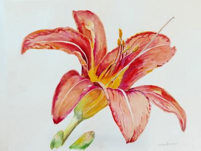 Tiger Lily