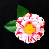 Camellia Oki No Nami