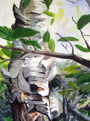 Birch Unfurled Birch Unfurled