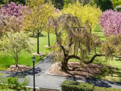 Botanic Gardens Cherry Pathways Botanic Gardens Cherry Pathways