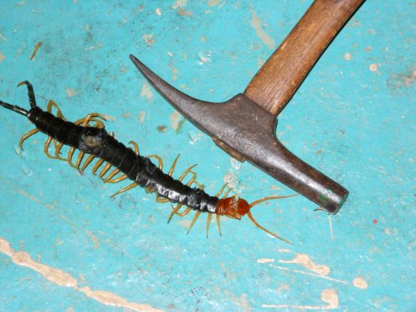 An unwelcome visitor
