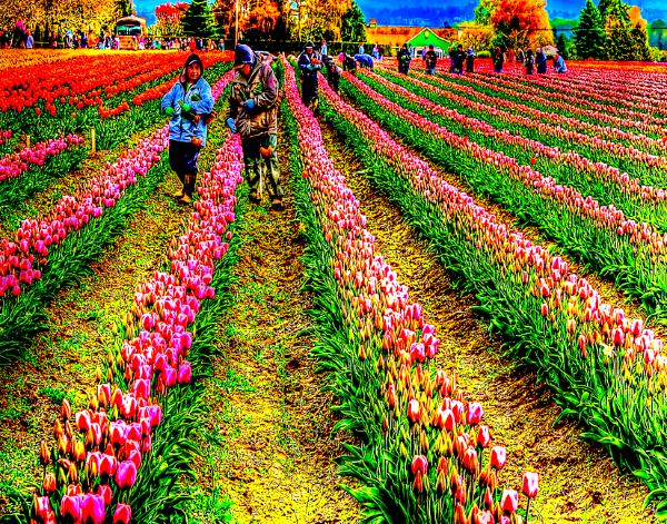 Fields