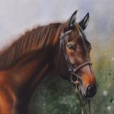 The beauty of the English Pure Blood horse, 38cm x 56cm, 2021