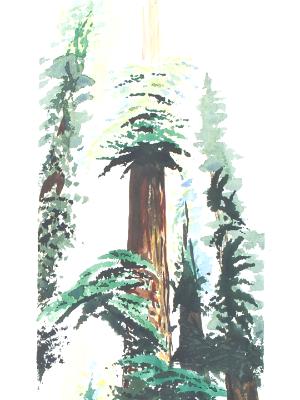 SKYWARD REDWOODS II