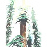 SKYWARD REDWOODS II