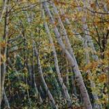 Birch Trail